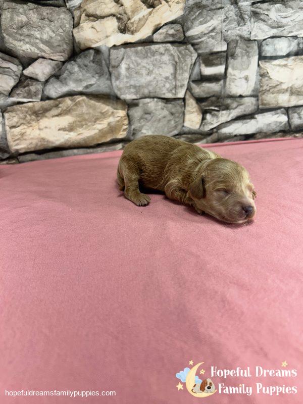 Ms. Vanilla the F1B Cavapoo