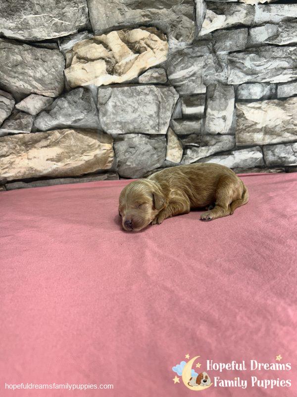 Ms. Vanilla the F1B Cavapoo - Image 4