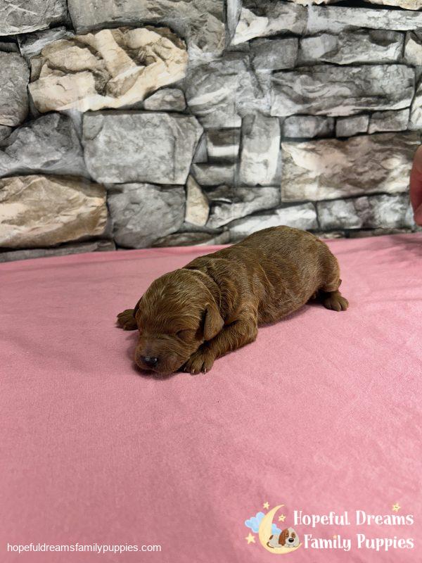 Ms. Violet the F1B Cavapoo - Image 6