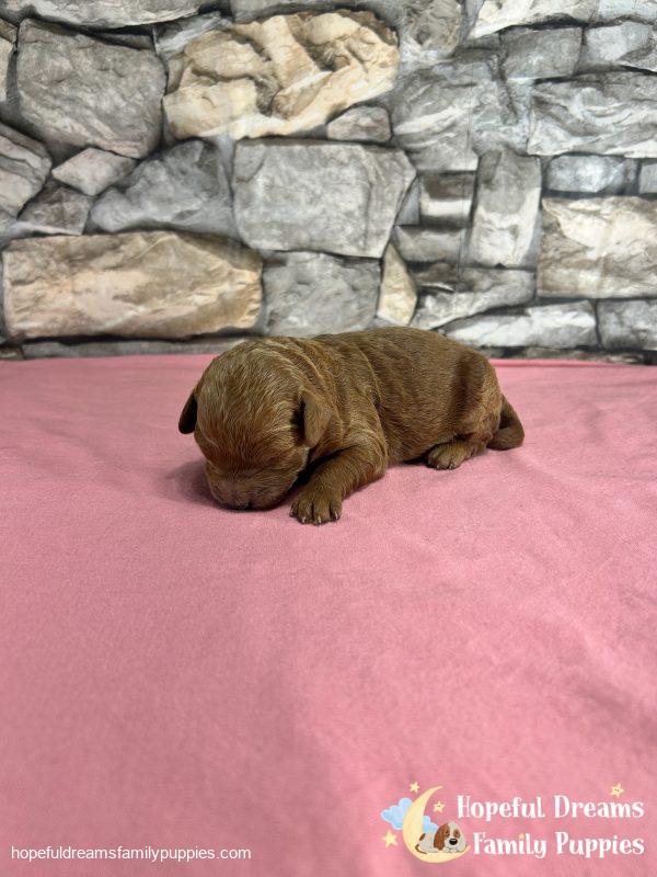 Ms. Violet the F1B Cavapoo - Image 4