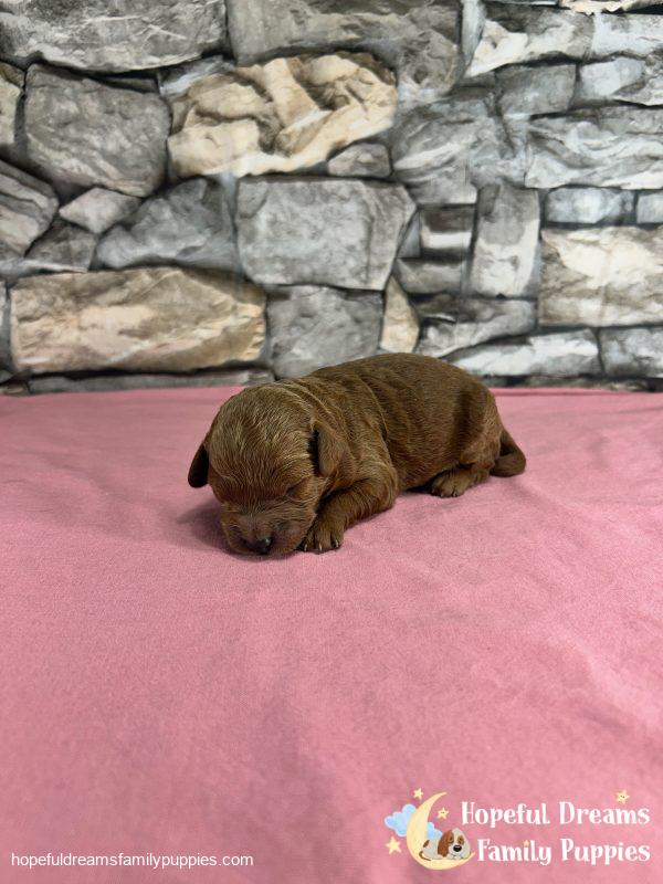 Ms. Violet the F1B Cavapoo - Image 3