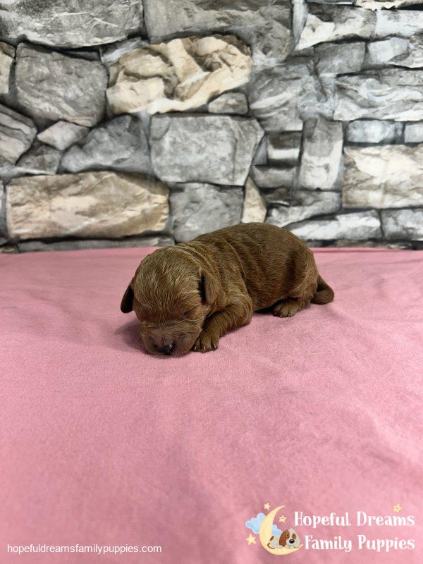 Ms. Violet the F1B Cavapoo