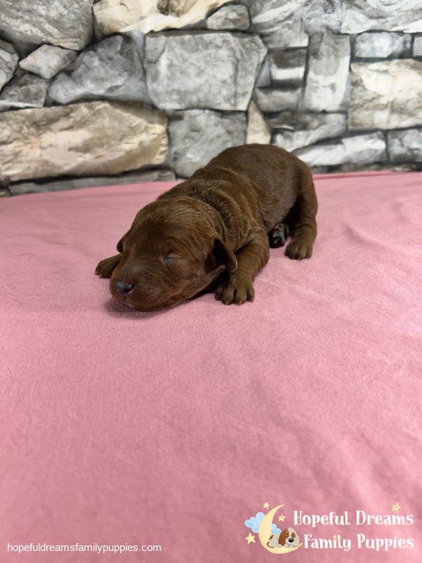 Ms. Velvet the F1B Cavapoo - Image 5