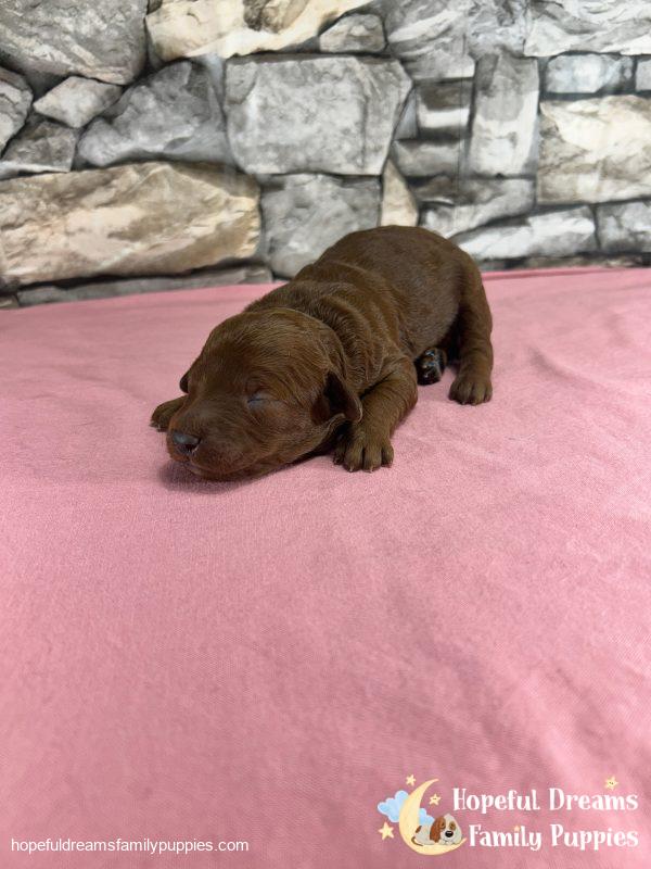 Ms. Velvet the F1B Cavapoo - Image 4