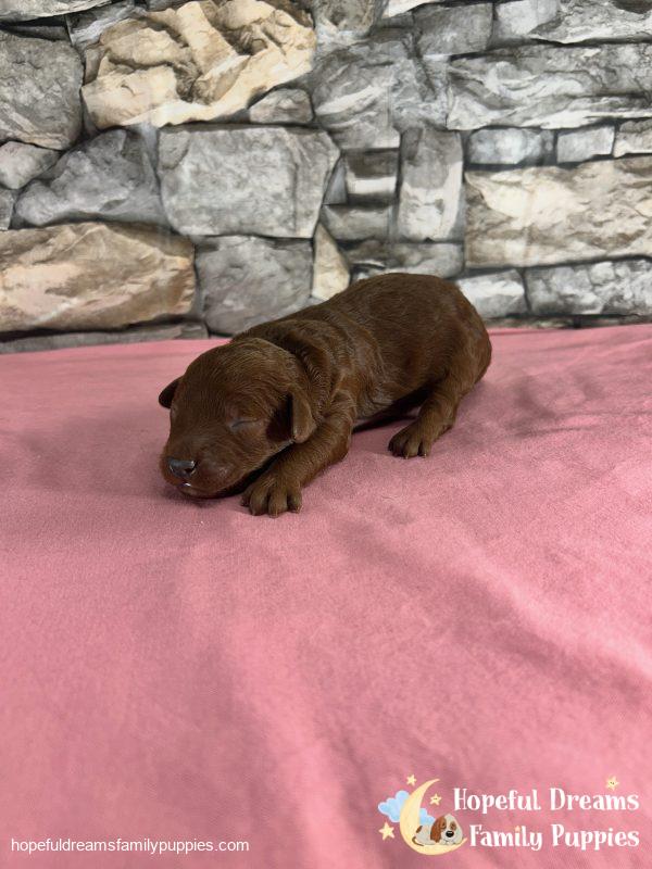 Ms. Velvet the F1B Cavapoo