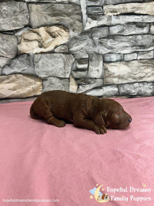 Ms. Velvet the F1B Cavapoo - Image 2