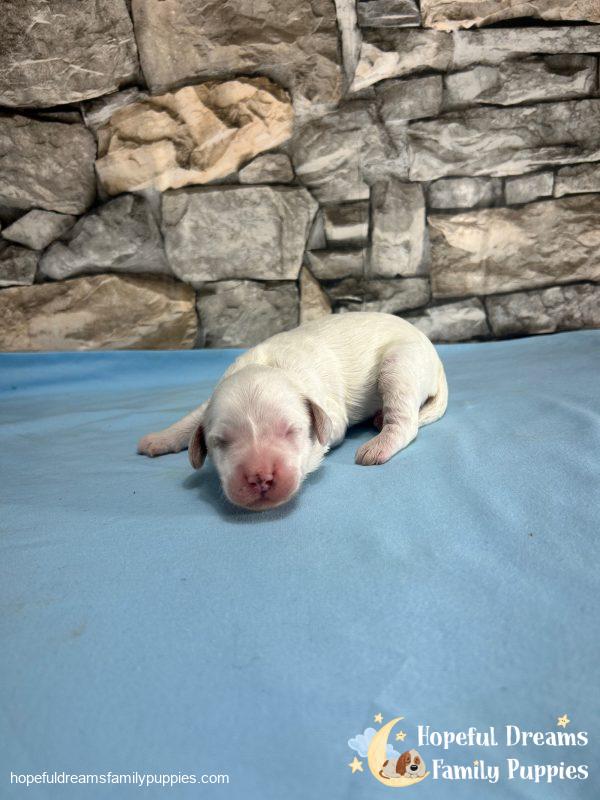 Mr. Vermont the F1B Cavapoo