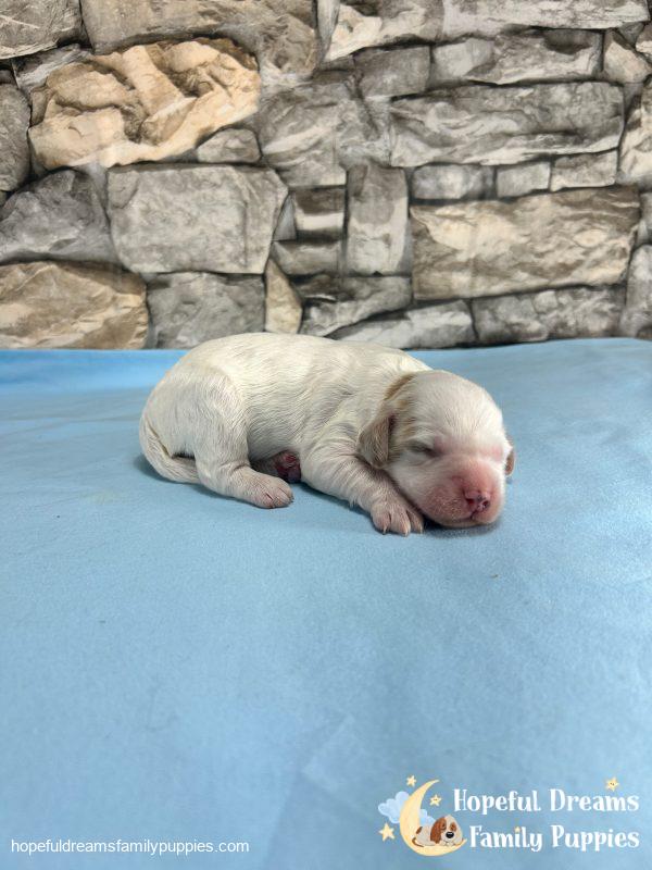 Mr. Vermont the F1B Cavapoo - Image 3