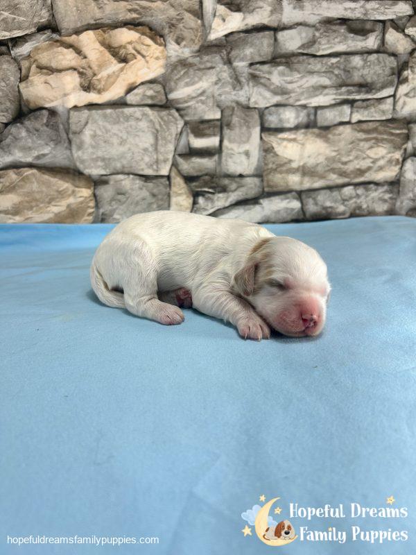 Mr. Vermont the F1B Cavapoo - Image 2