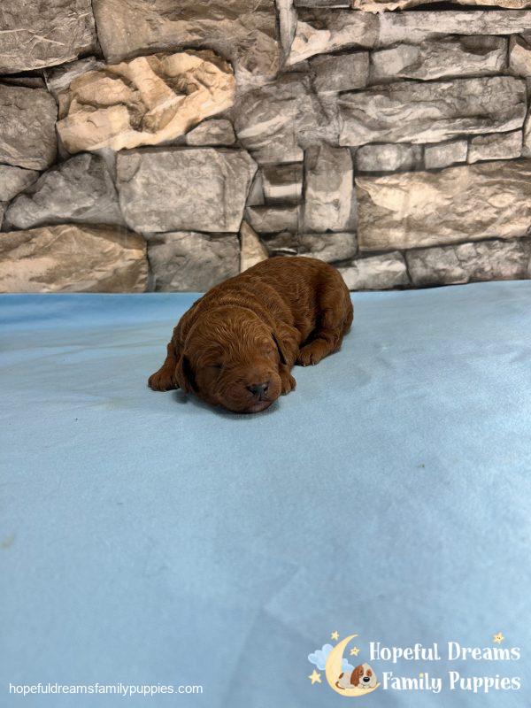 Mr. Vinci the F1B Cavapoo - Image 6