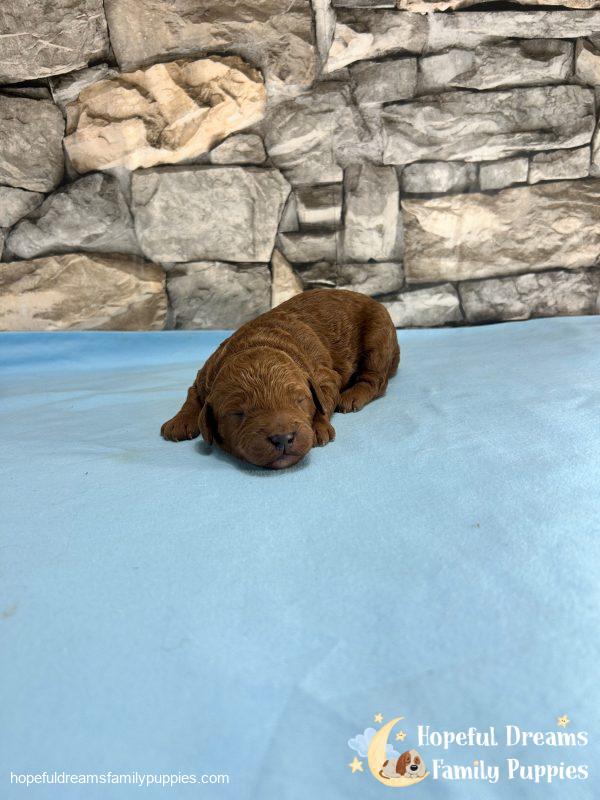 Mr. Vinci the F1B Cavapoo