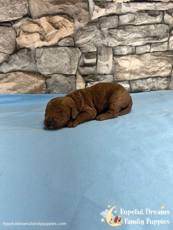 Mr. Vinci the F1B Cavapoo - Image 3