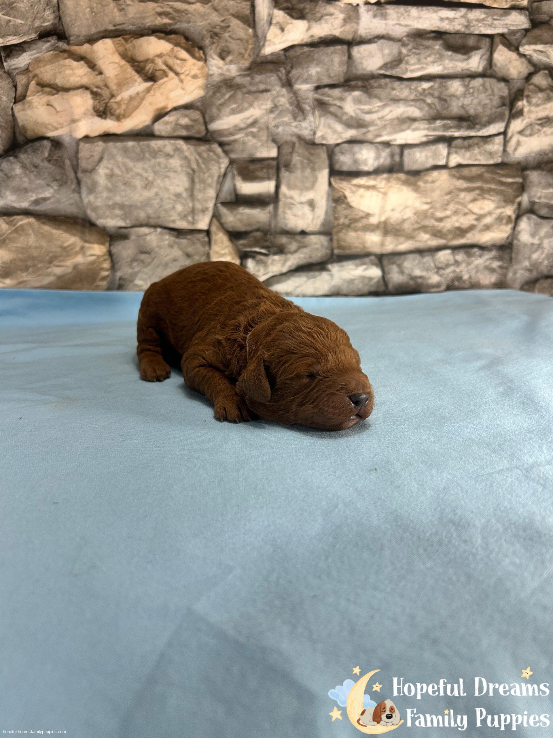 Mr. Vinci The F1B Cavapoo | Hopeful Dreams Family Puppies