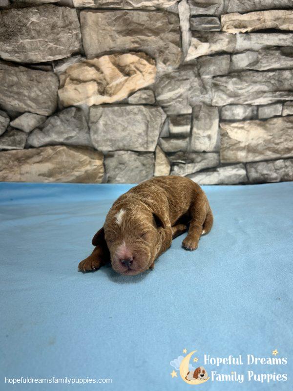 Mr. Vinnie the F1B Cavapoo - Image 4