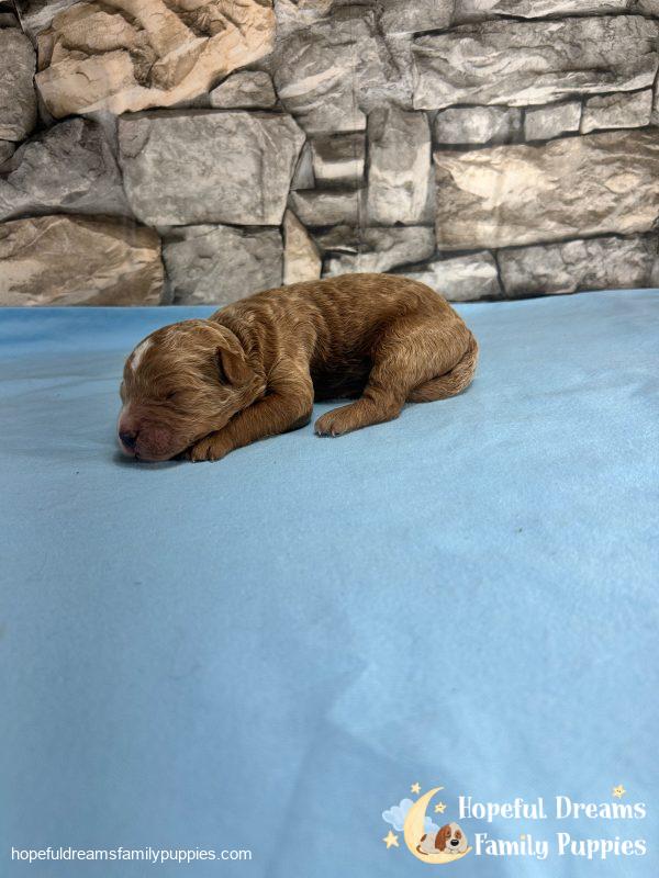 Mr. Vinnie the F1B Cavapoo - Image 3