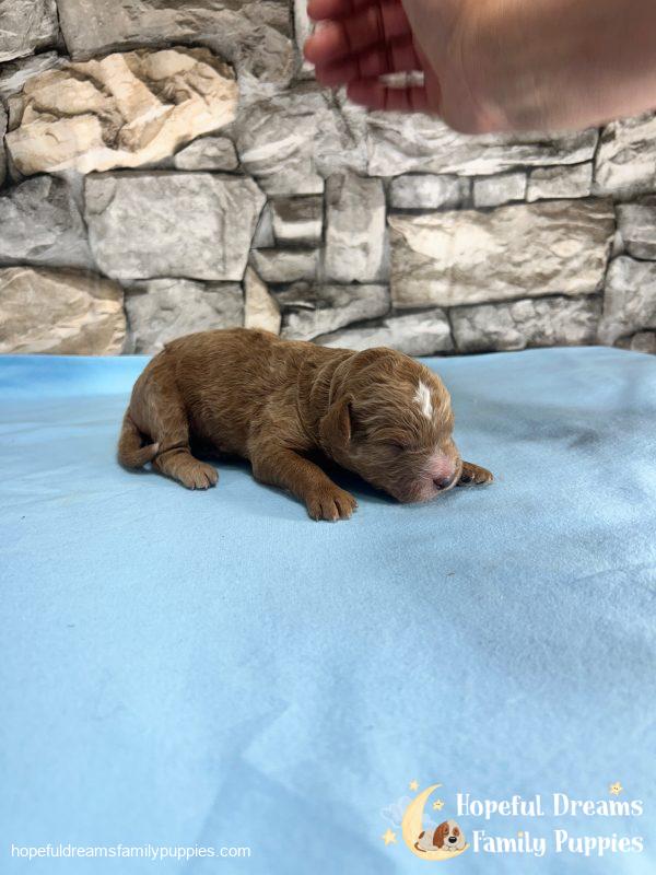 Mr. Vinnie the F1B Cavapoo