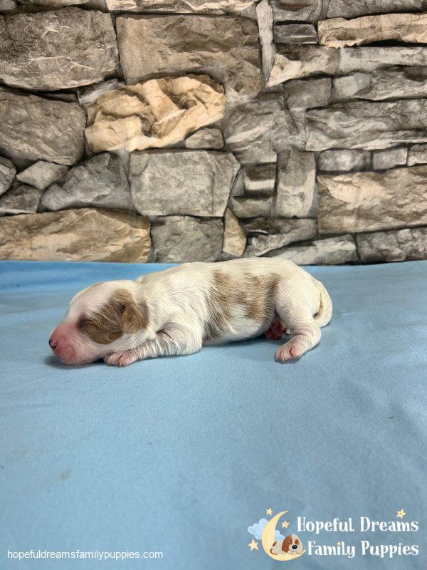 Mr. Victor the F1B Cavapoo - Image 6