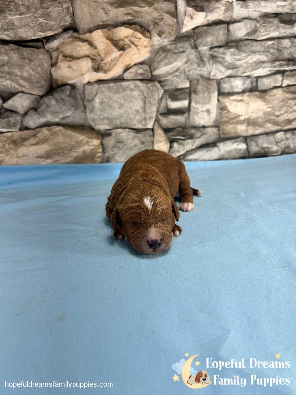 Mr. Vivid the F1B Cavapoo - Image 5