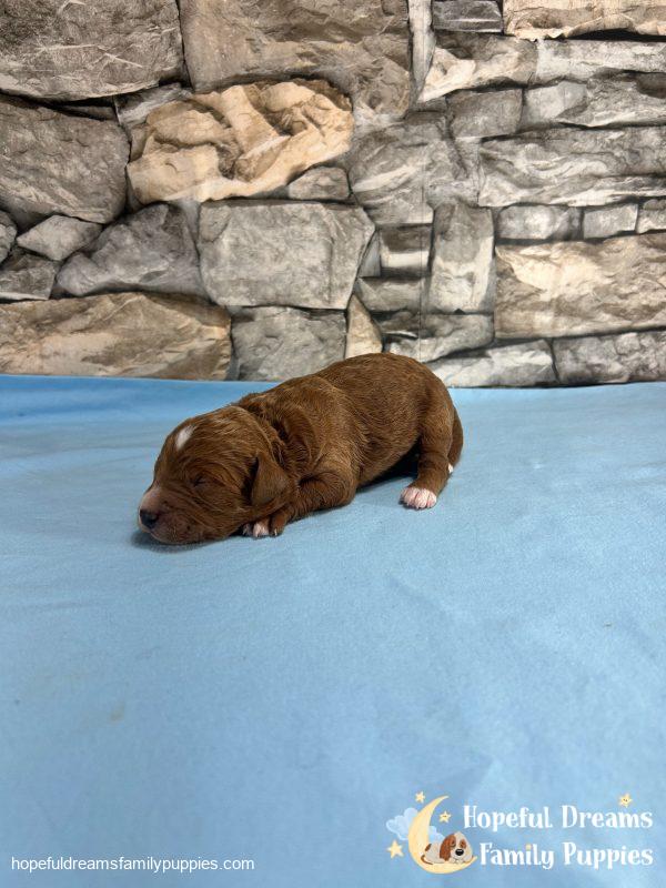 Mr. Vivid the F1B Cavapoo - Image 3