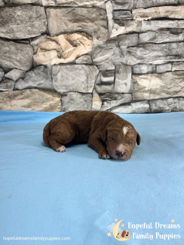 Mr. Vivid the F1B Cavapoo