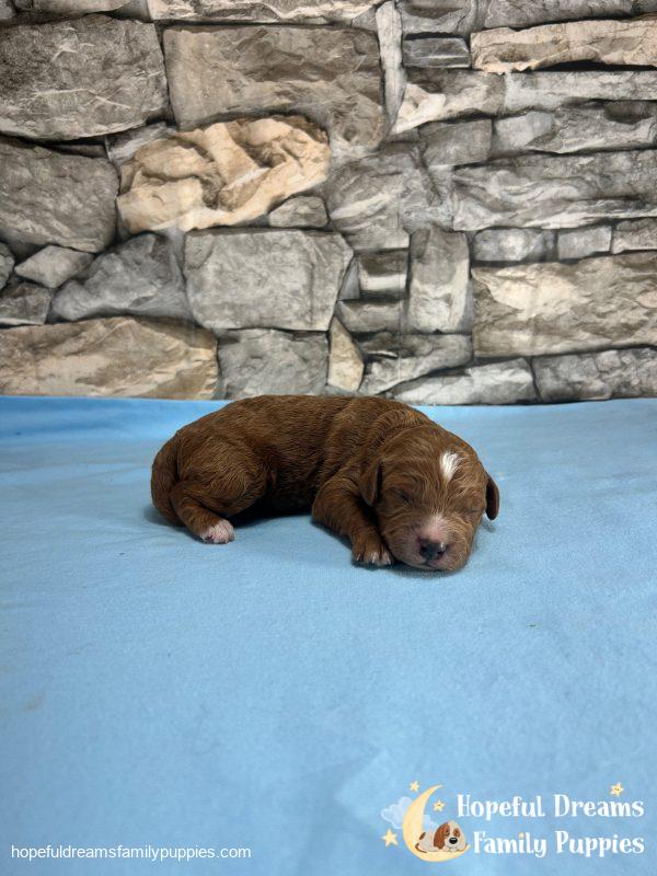 Mr. Vivid the F1B Cavapoo - Image 2