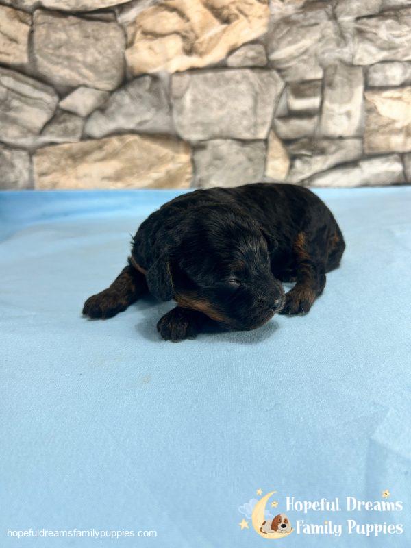 Ms. Twila the F1 Cavapoo - Image 5