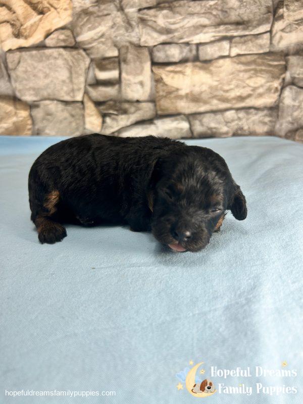 Ms. Twila the F1 Cavapoo