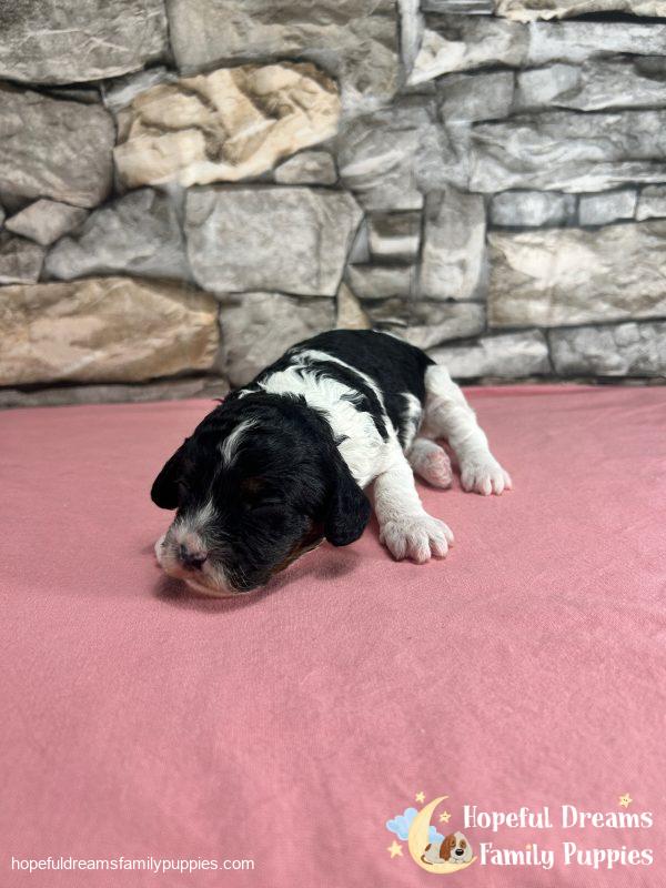 Ms. Tulip the F1 Cavapoo