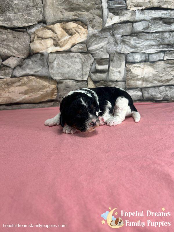 Ms. Tulip the F1 Cavapoo - Image 10