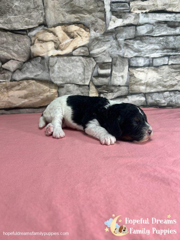 Ms. Tulip the F1 Cavapoo - Image 3