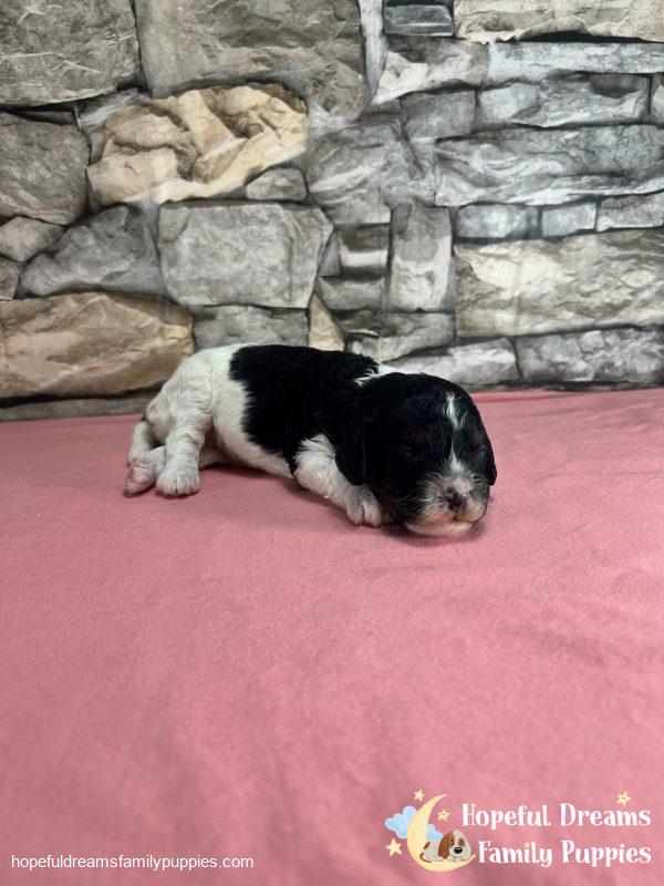 Ms. Tulip the F1 Cavapoo - Image 7