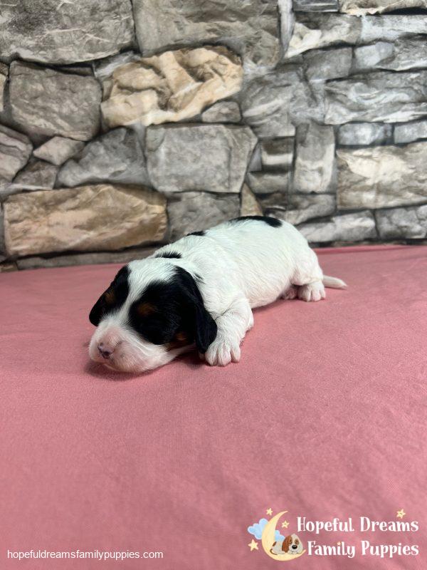 Ms. Trixie the F1 Cavapoo - Image 7