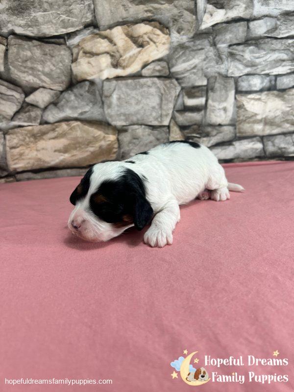 Ms. Trixie the F1 Cavapoo - Image 6