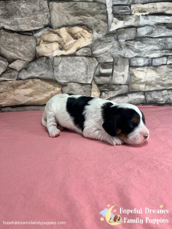 Ms. Trixie the F1 Cavapoo - Image 5