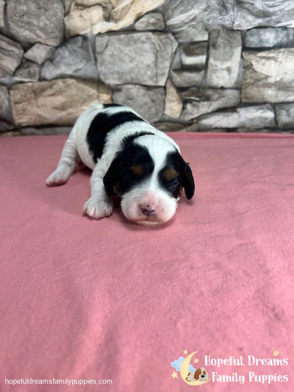 Ms. Trixie the F1 Cavapoo