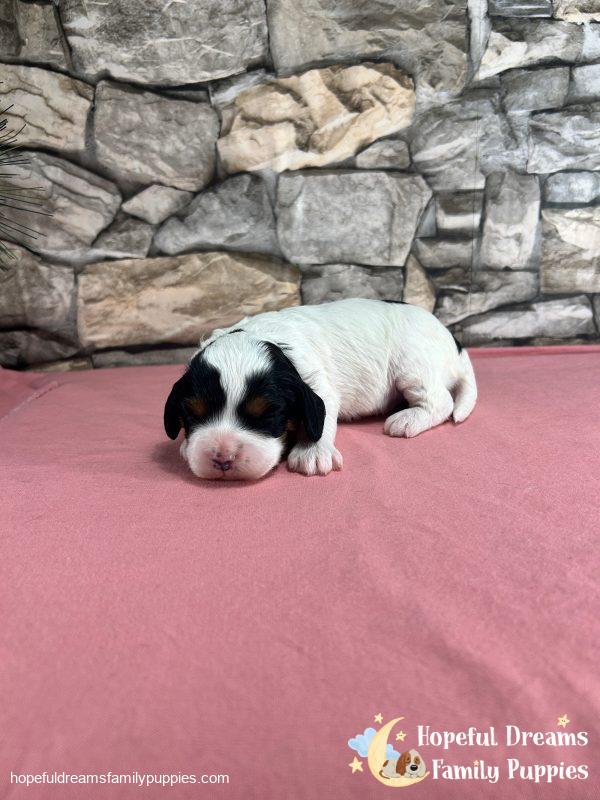 Ms. Trixie the F1 Cavapoo - Image 3