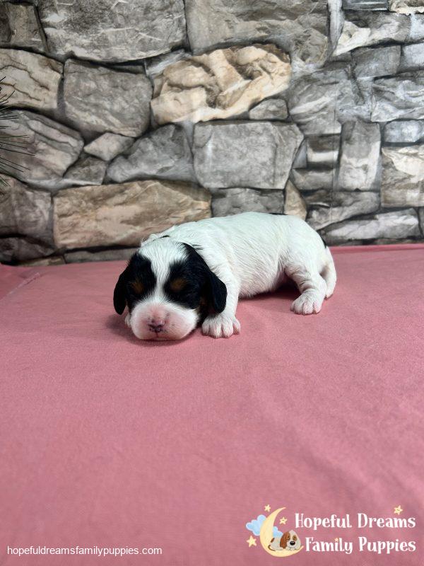 Ms. Trixie the F1 Cavapoo - Image 2