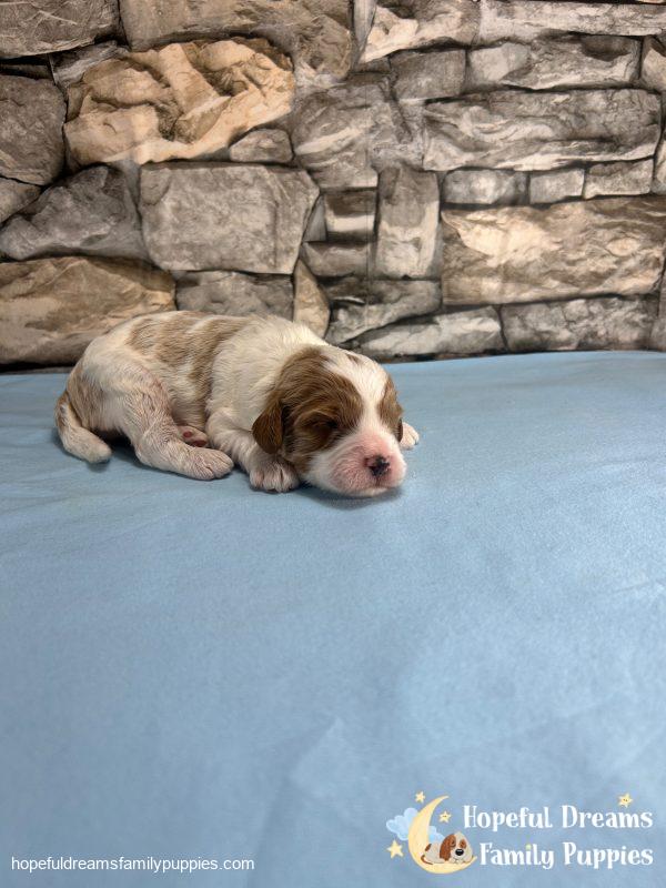 Mr. Jasper the F1 Cavapoo - Image 5