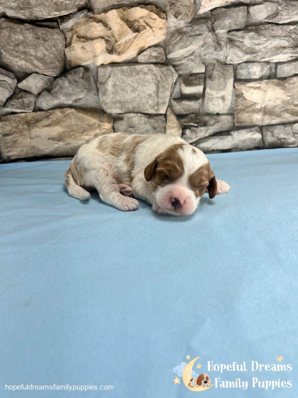 Mr. Jasper the F1 Cavapoo