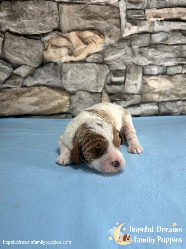 Mr. Jasper the F1 Cavapoo - Image 3