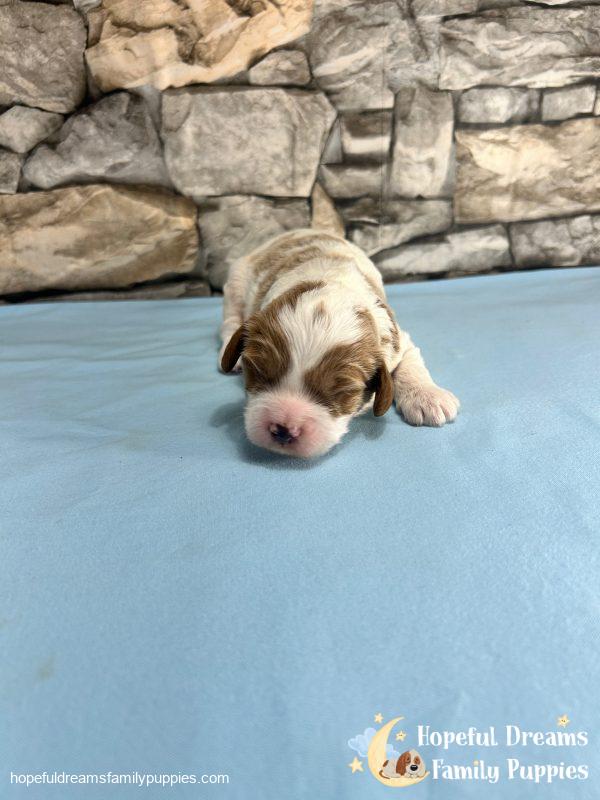 Mr. Jasper the F1 Cavapoo - Image 2