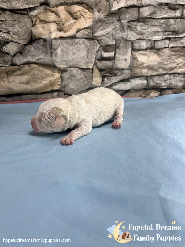 Mr. Boots the F1 Schnoodle - Image 5