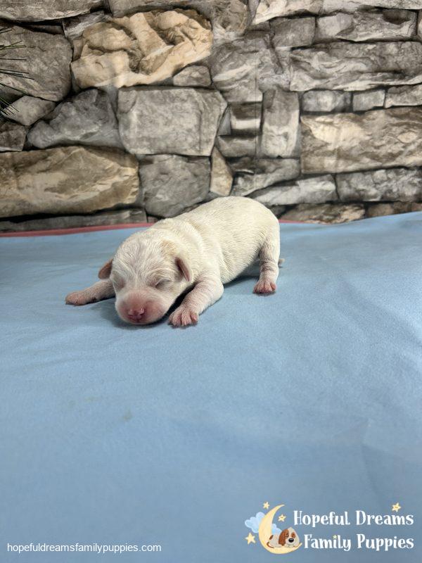 Mr. Boots the F1 Schnoodle - Image 4