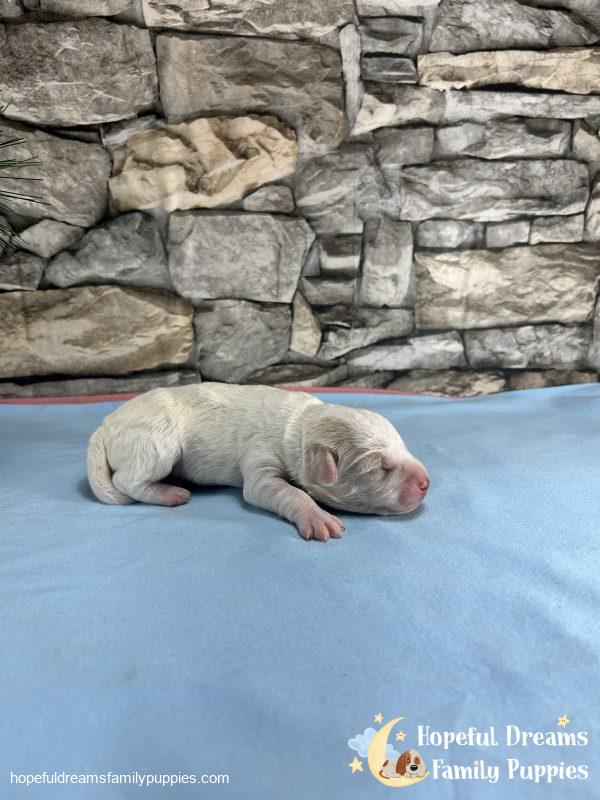 Mr. Boots the F1 Schnoodle