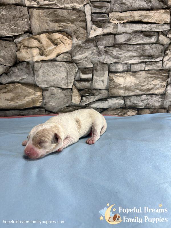 Mr. Bear the F1 Schnoodle - Image 2