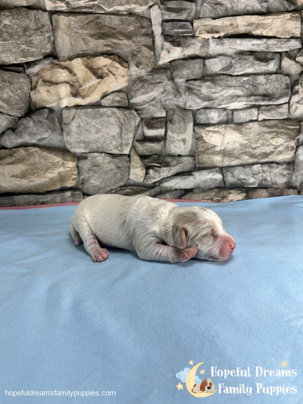 Mr. Bear the F1 Schnoodle