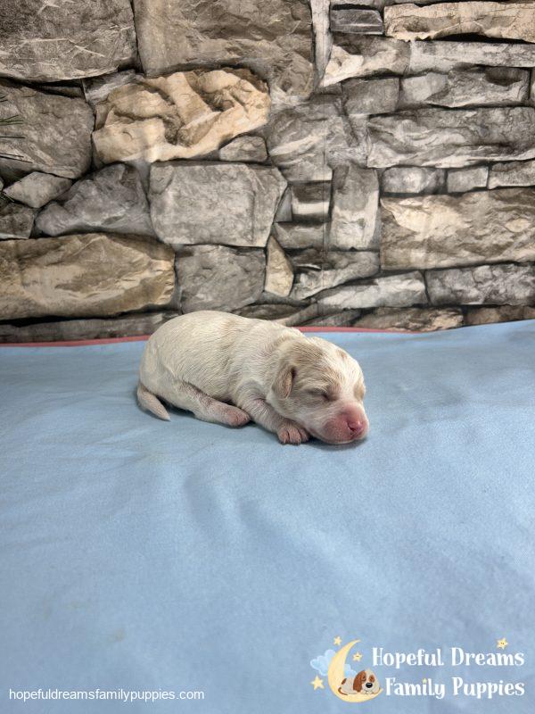 Mr. Bear the F1 Schnoodle - Image 4