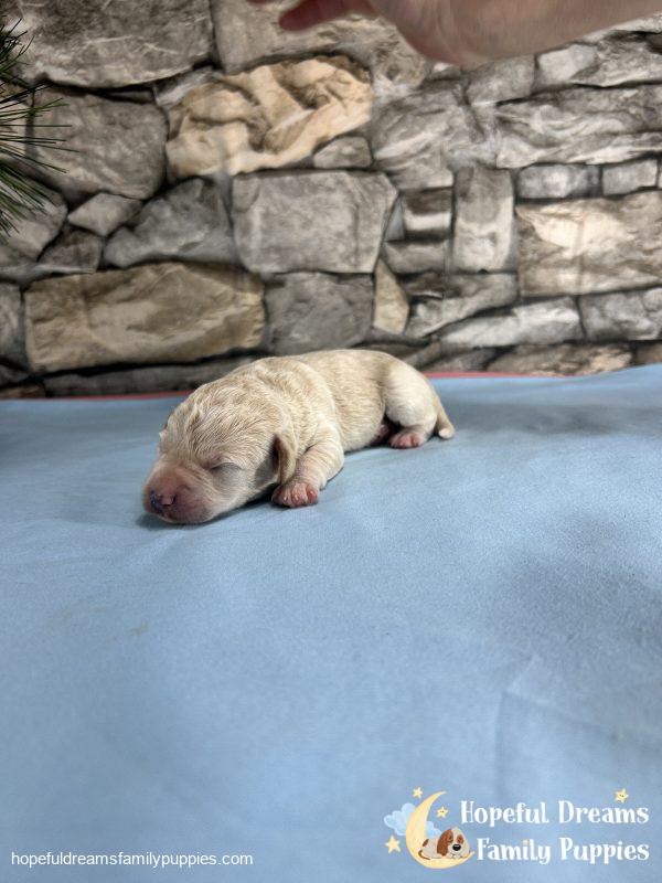 Mr. Blizzard the F1 Schnoodle