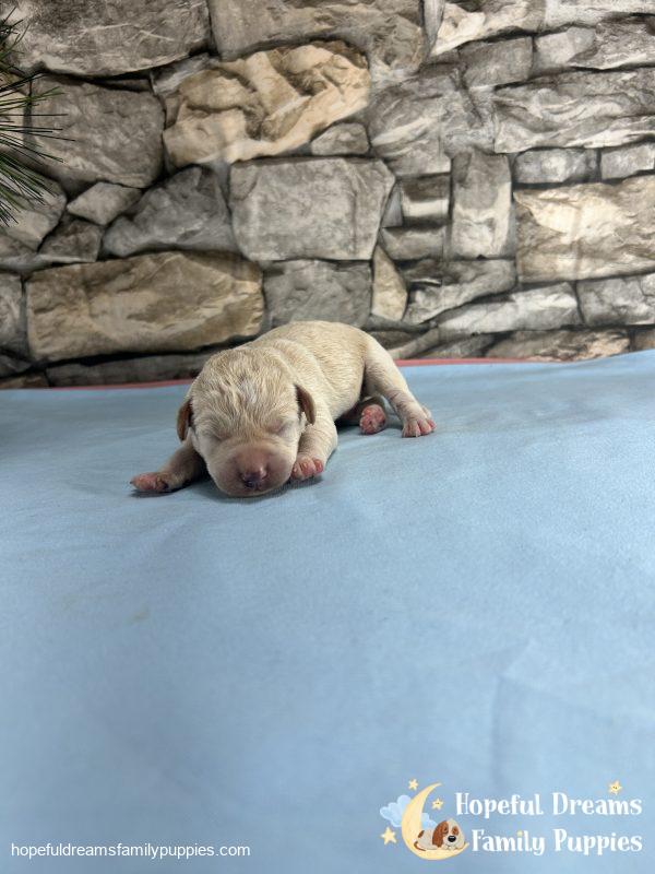 Mr. Blizzard the F1 Schnoodle - Image 3