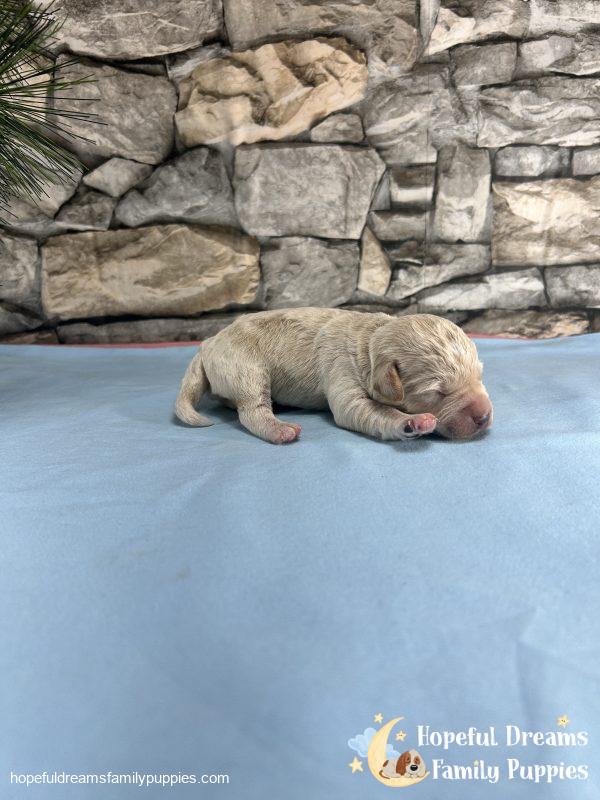 Mr. Blizzard the F1 Schnoodle - Image 2